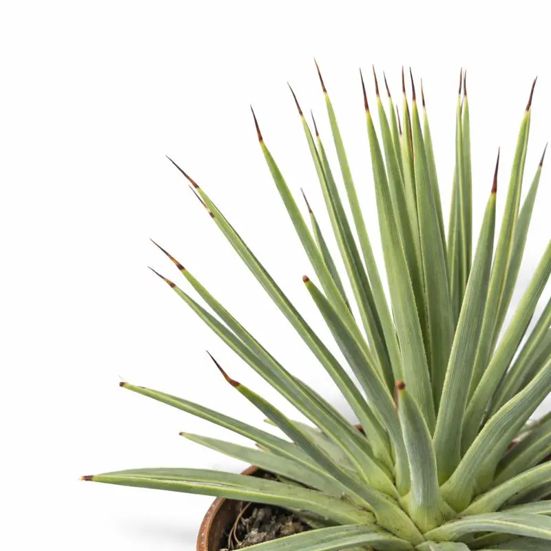 Агава Стрикта Нана 10/15