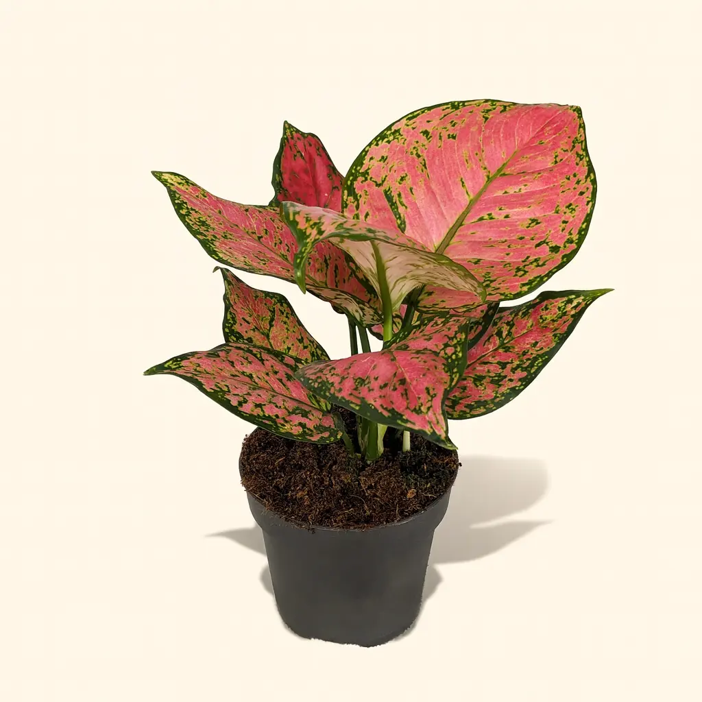 Аглаонема Кримсон Лав 12/30