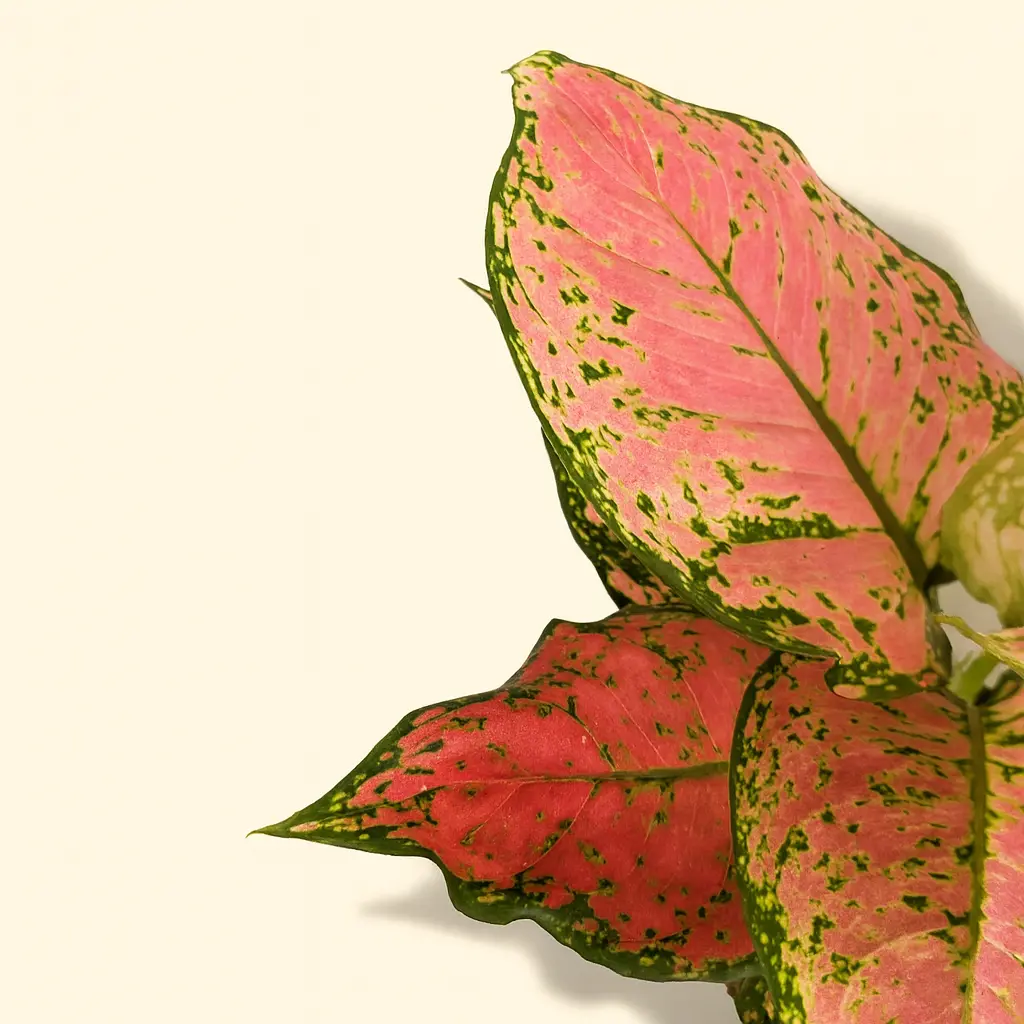 Аглаонема Кримсон Лав 12/30