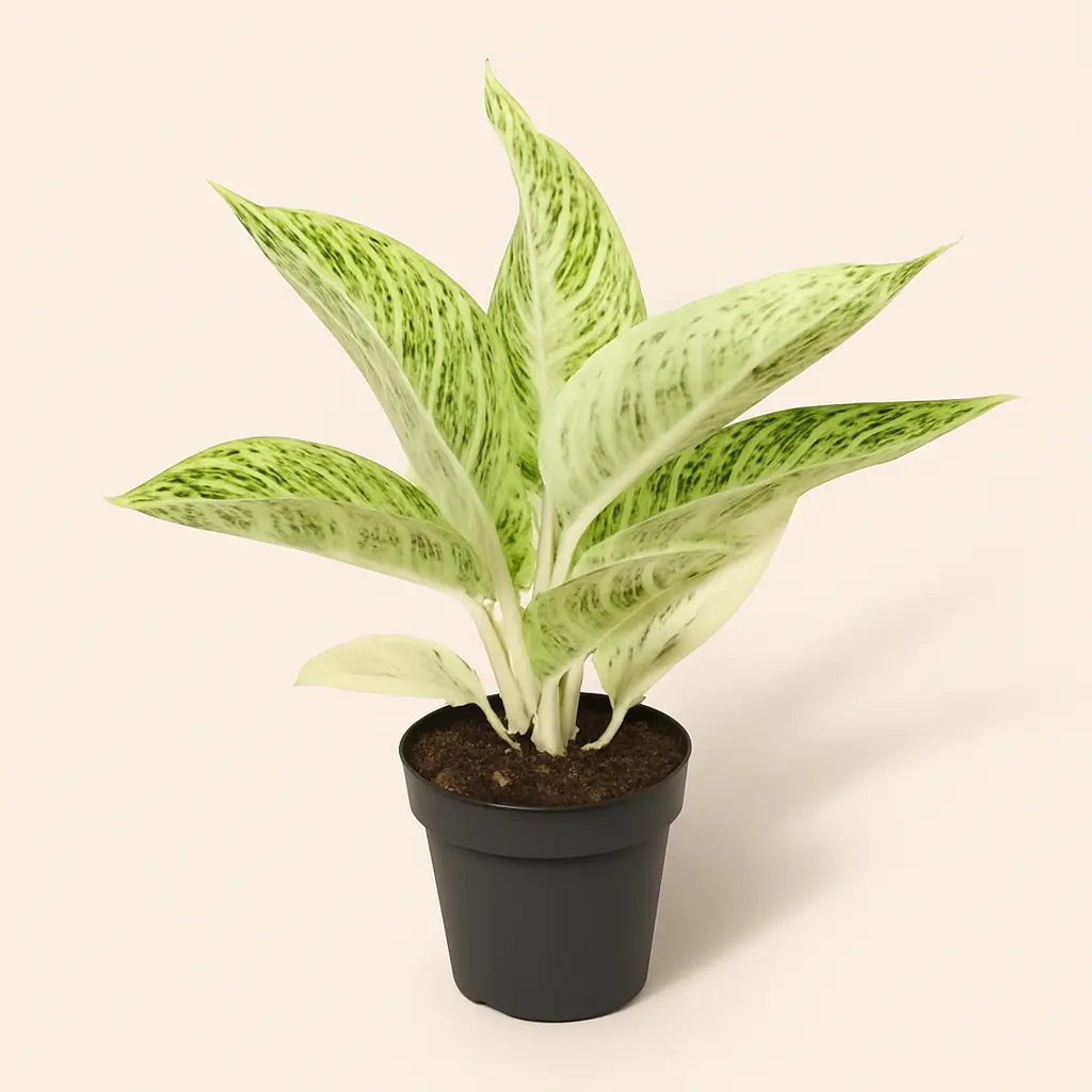 Аглаонема Поллар Спрингтайм 12/35