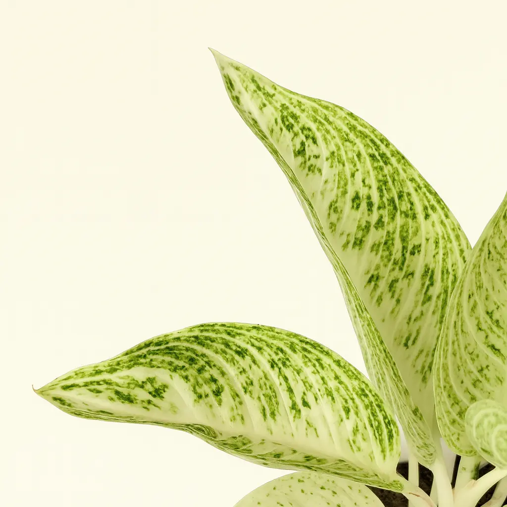 Аглаонема Поллар Спрингтайм 12/35