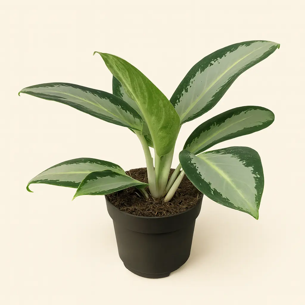 Аглаонема Сильвер Блю 12/30