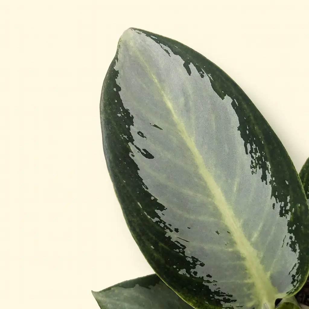 Аглаонема Сильвер Блю 12/30