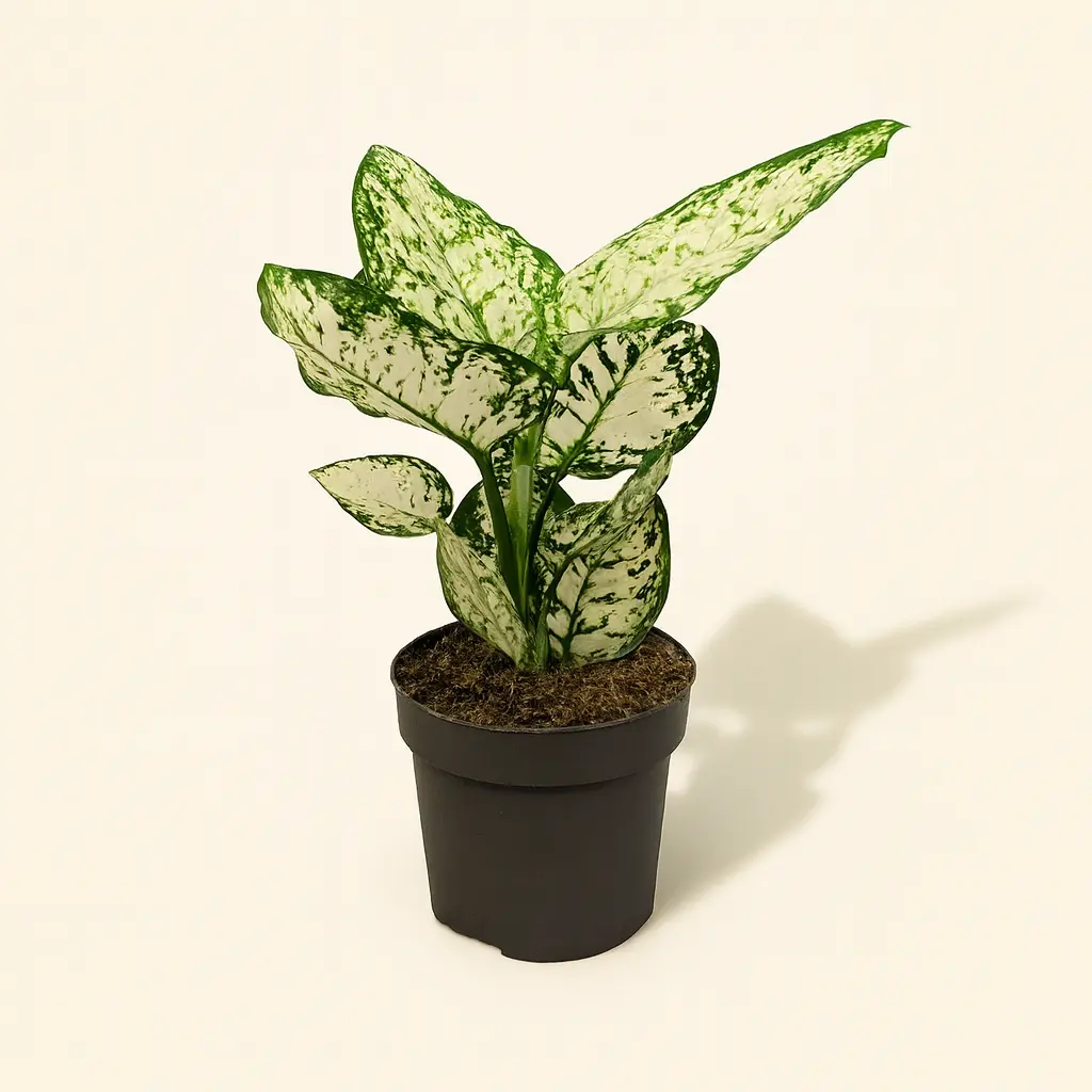 Аглаонема Сноуфлейк 12/30