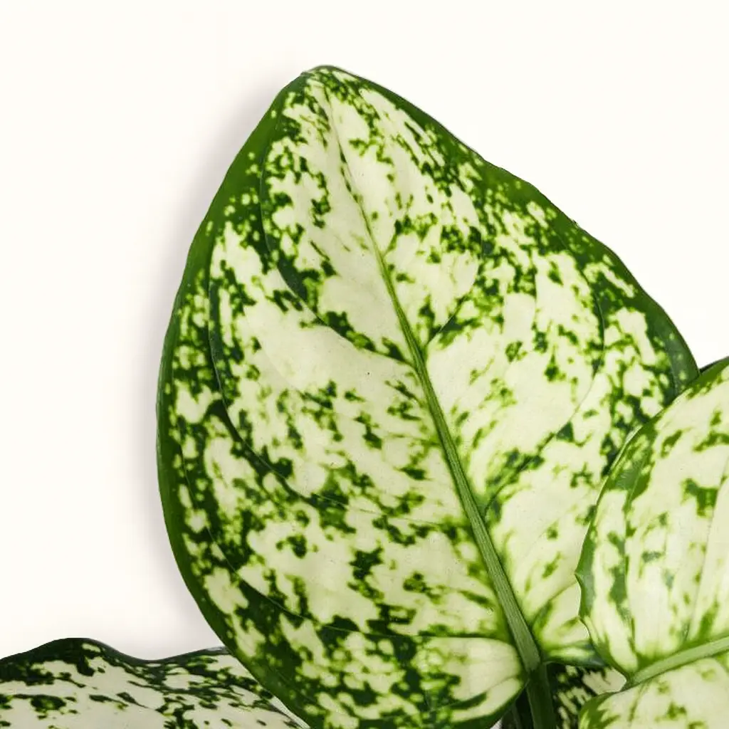 Аглаонема Сноуфлейк 12/30