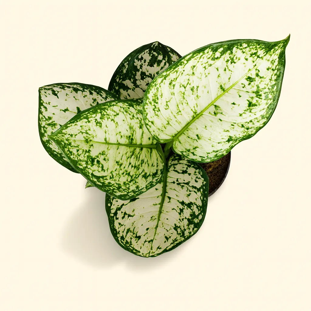 Аглаонема Сноуфлейк 12/30