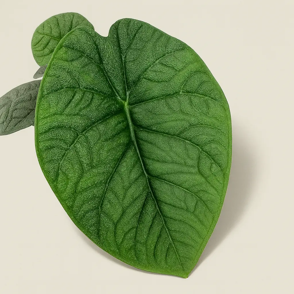 Алоказия Мело 14/25