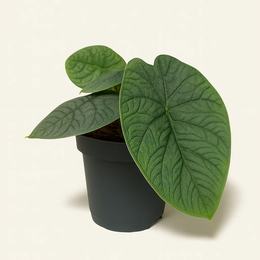 Алоказия Мело 14/25