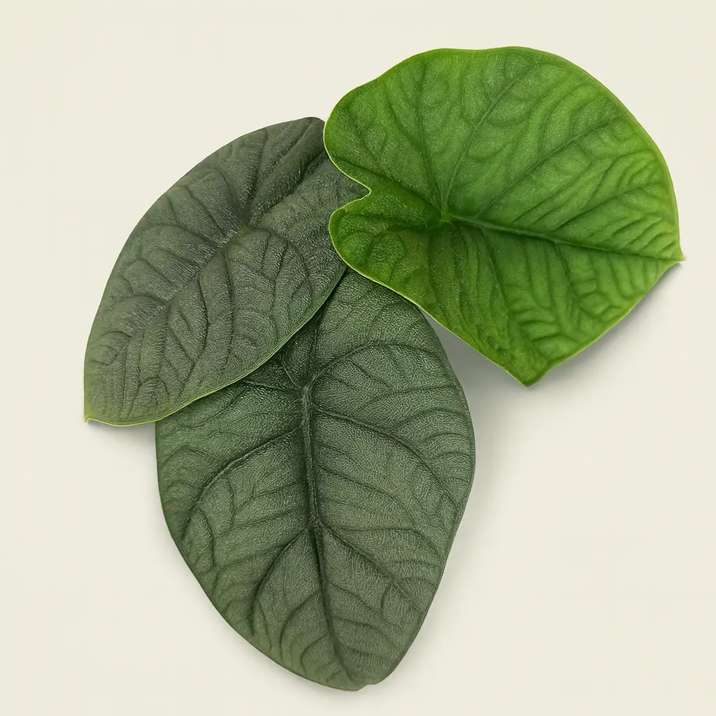 Алоказия Мело 14/25