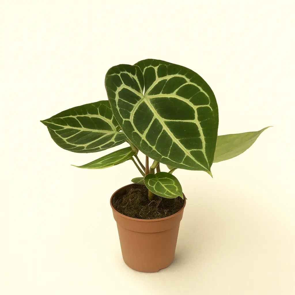 Антуриум Хрустальный 12/30