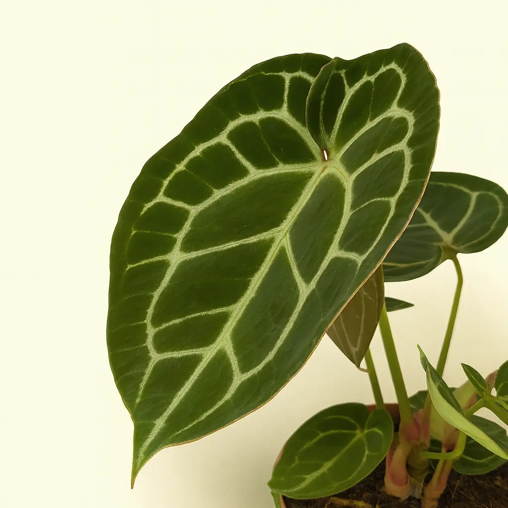 Антуриум Хрустальный 12/30