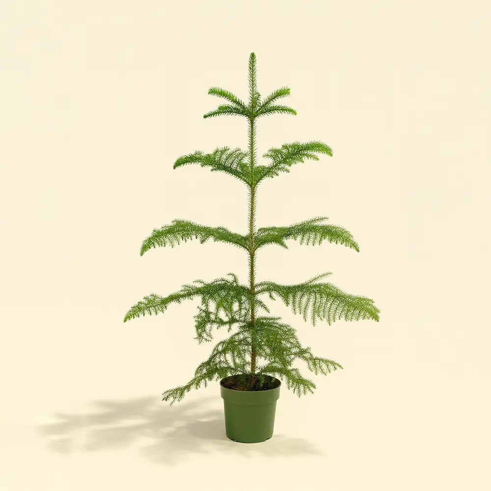 Араукария Хетерофилла 21/100