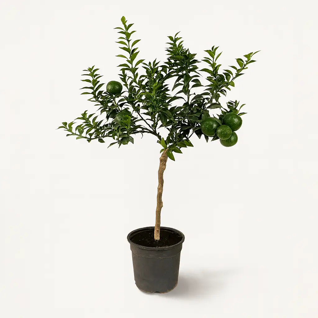 Цитрофортунелла Мандарин 15/50