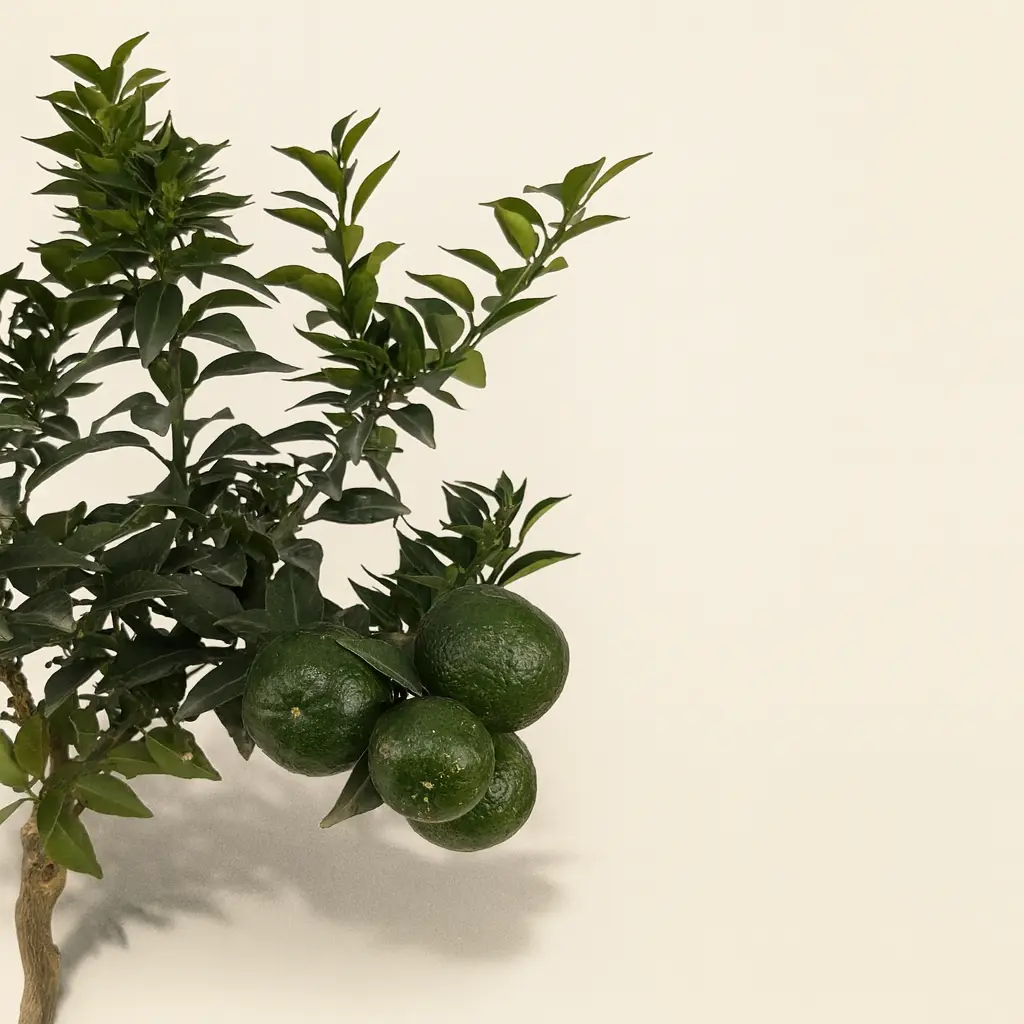 Цитрофортунелла Мандарин 15/50