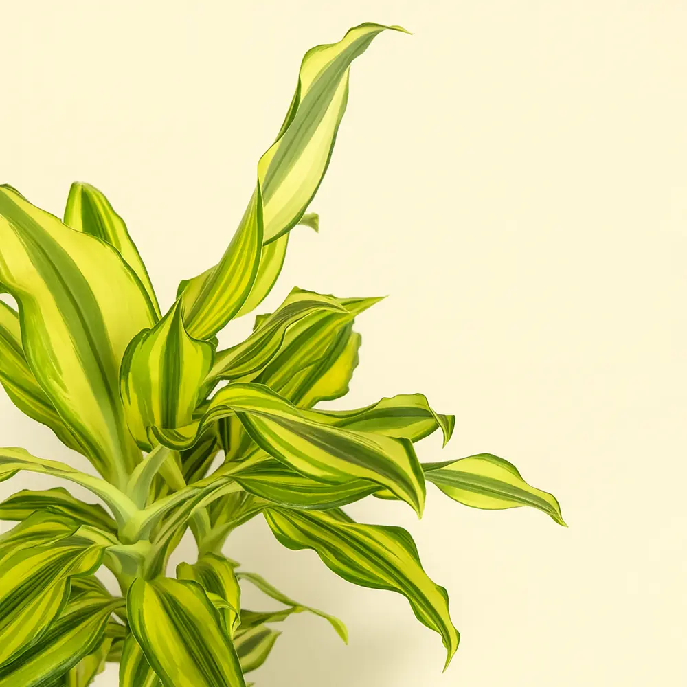 Драцена Фрагранс Йеллоу Кост 2 ствола 17/80