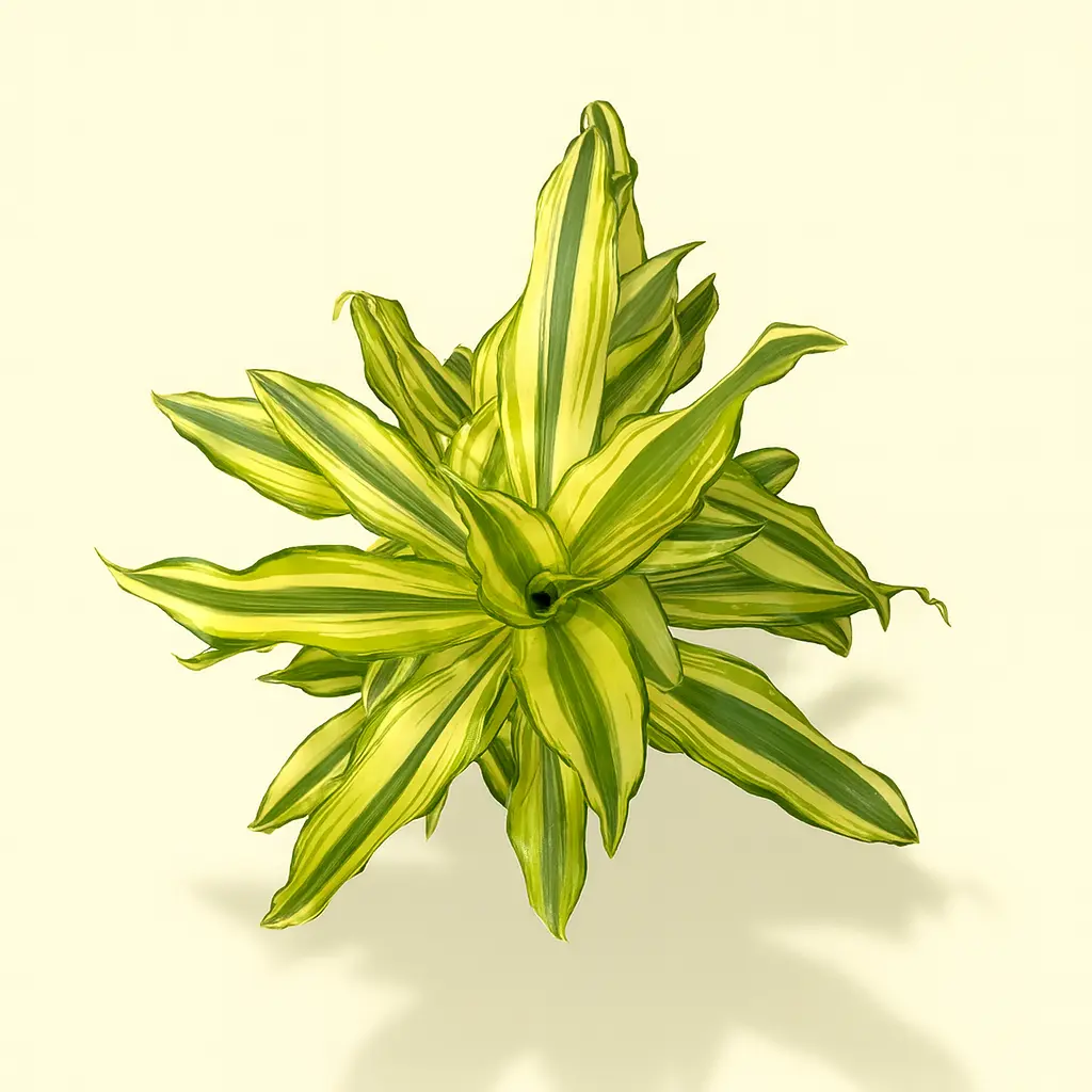 Драцена Фрагранс Йеллоу Кост 2 ствола 17/80