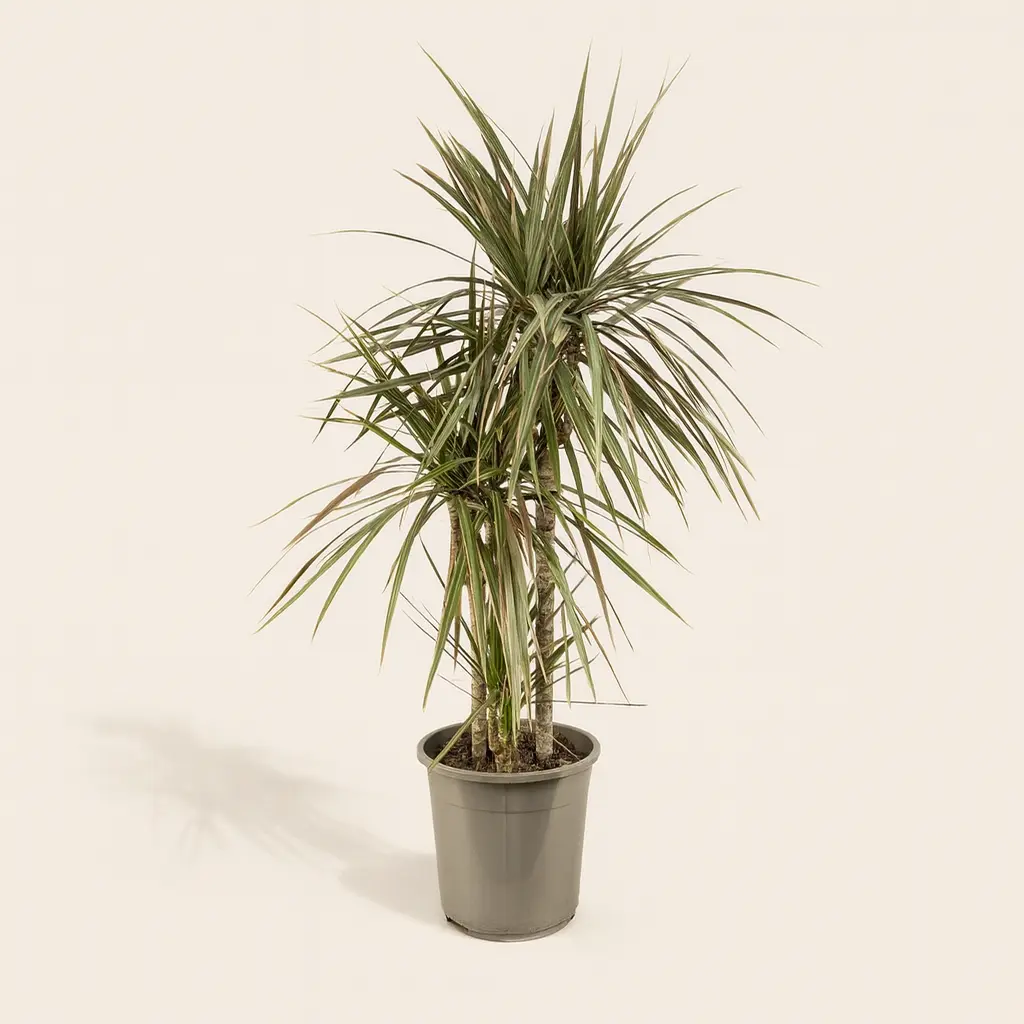 Драцена Маргината Биколор 3 ствола 21/95