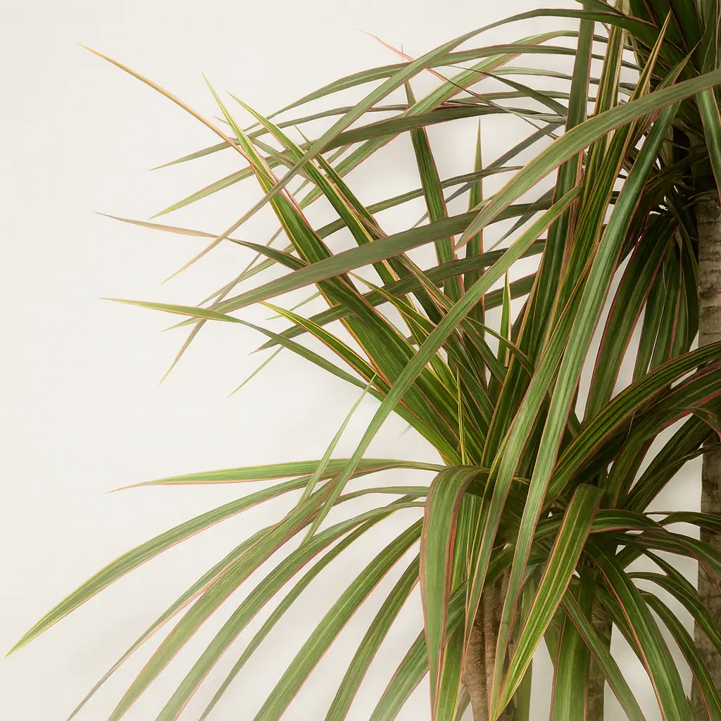 Драцена Маргината Биколор 3 ствола 21/95