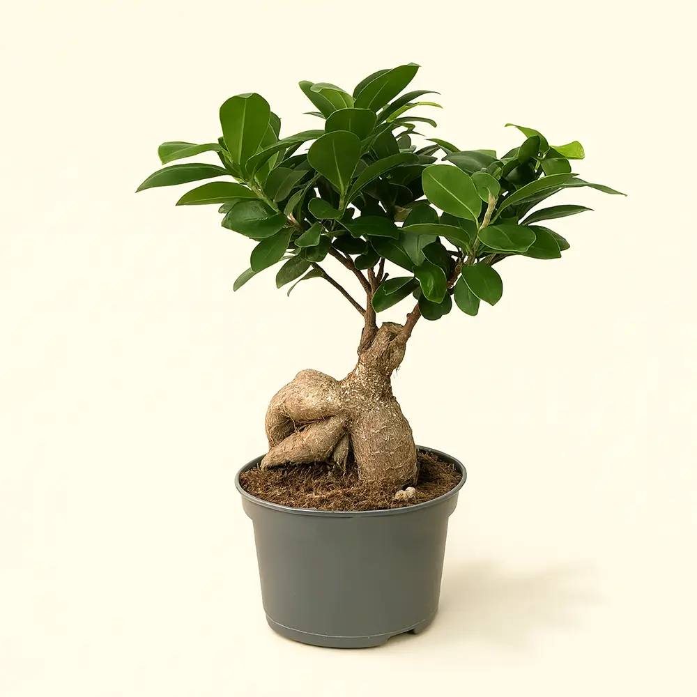 Фикус Микрокарпа Гинсенг Бонсай 15/35