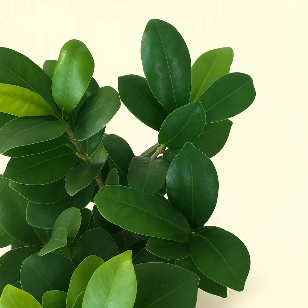 Фикус Микрокарпа Гинсенг Бонсай 15/35