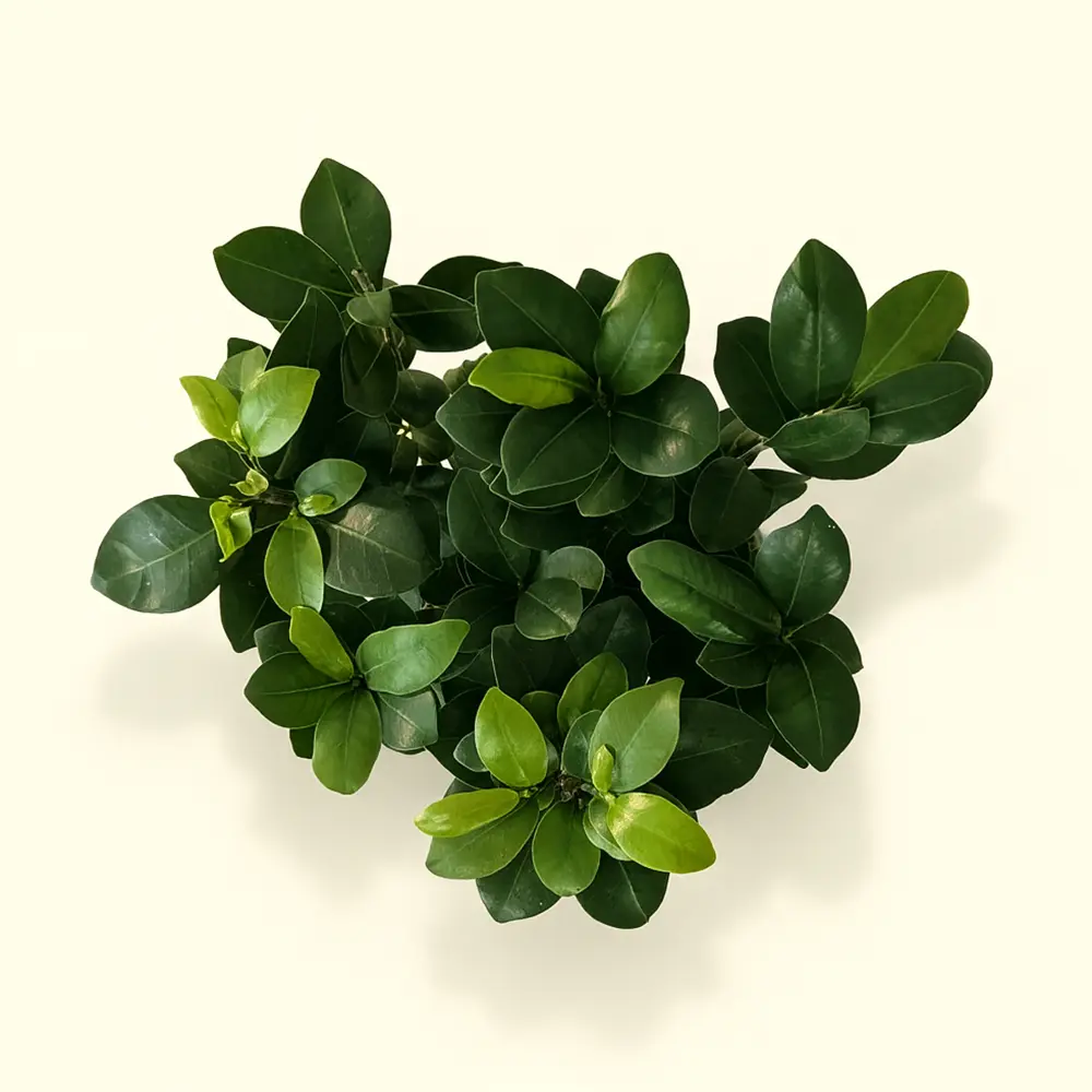 Фикус Микрокарпа Гинсенг Бонсай 15/35