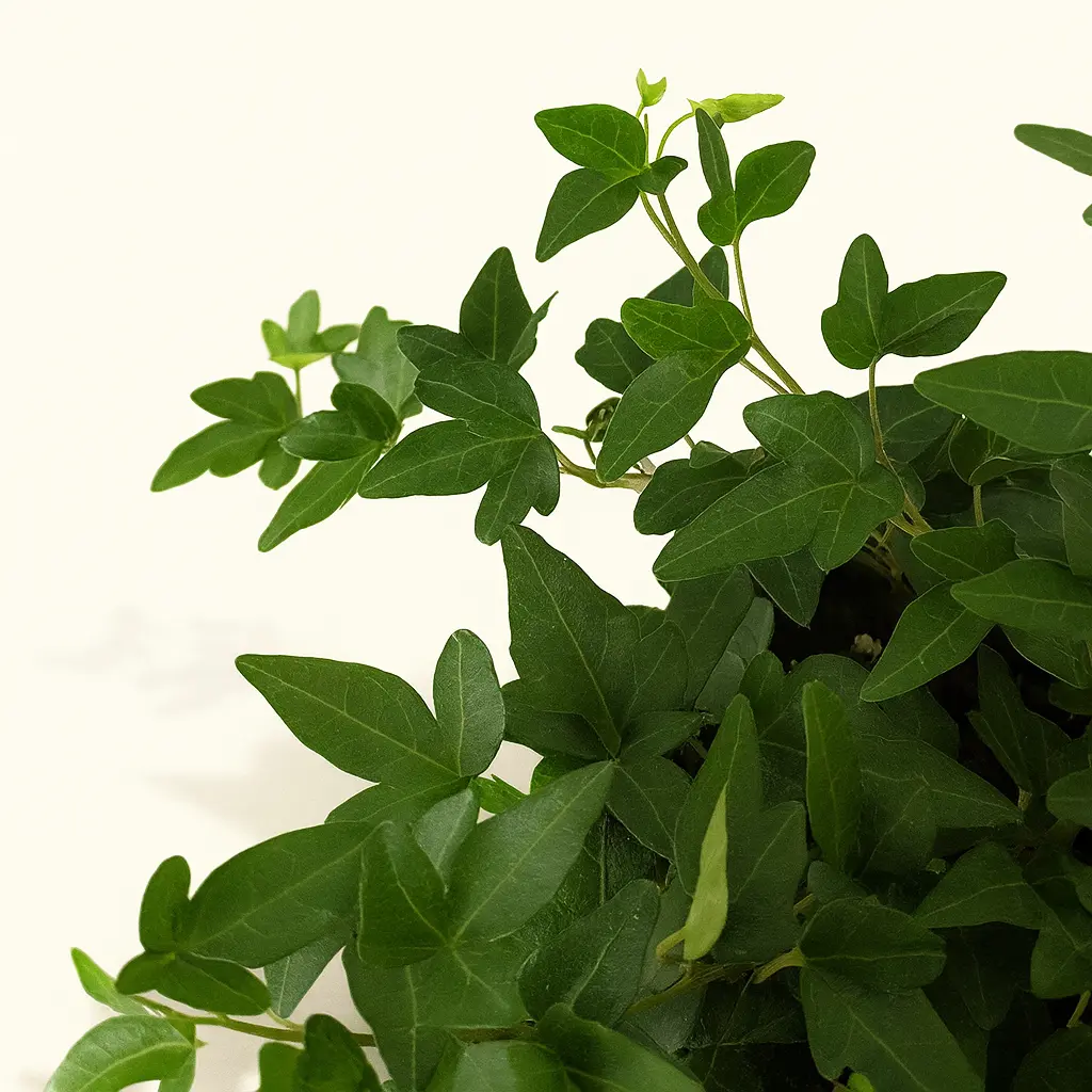 Хедера Грин Риппл 12/30