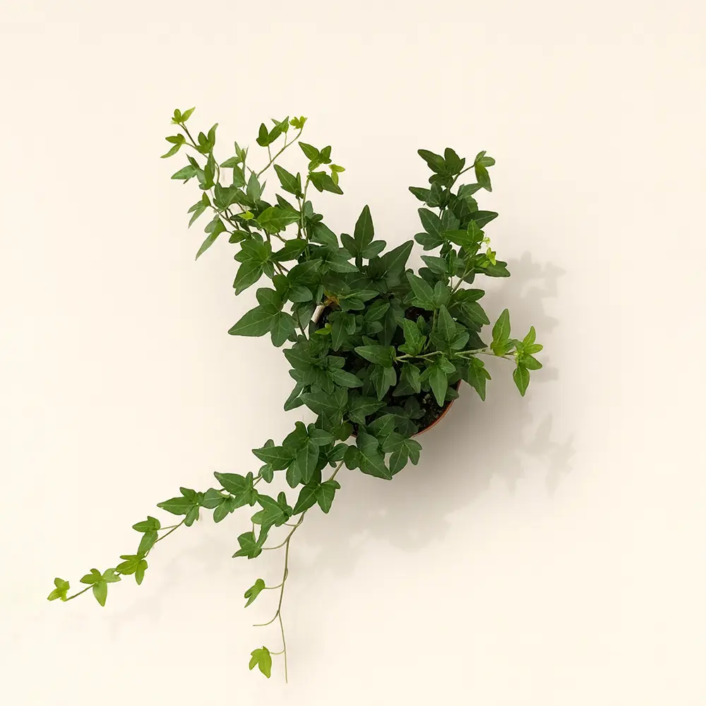 Хедера Грин Риппл 12/30