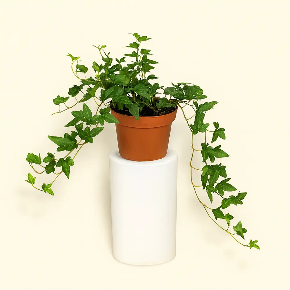 Хедера Грин Риппл 12/30