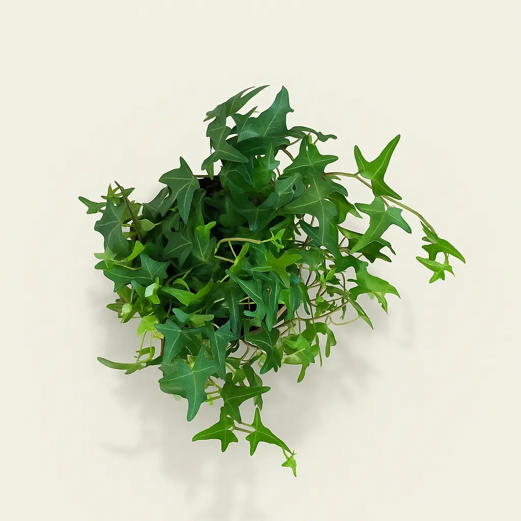 Хедера Хеликс Сагиттифолия 12/30