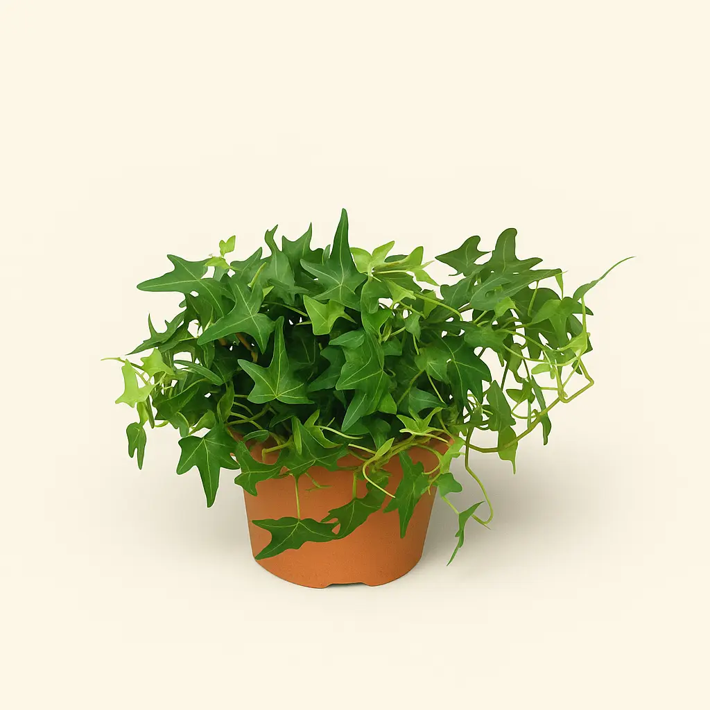 Хедера Хеликс Сагиттифолия 12/30