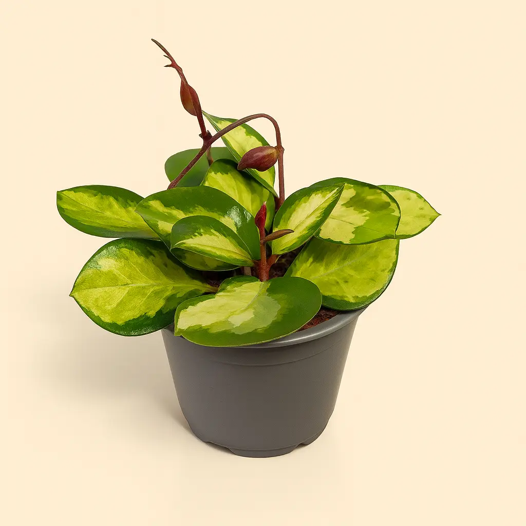 Хойя Карноза Триколор 12/15