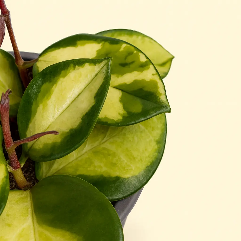 Хойя Карноза Триколор 12/15