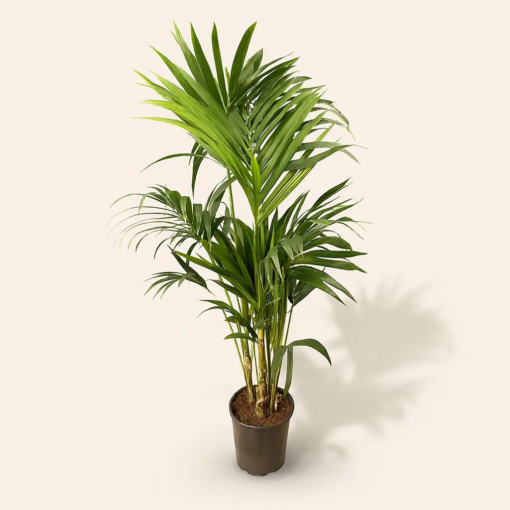 Ховея Форстера Кентия 24/140