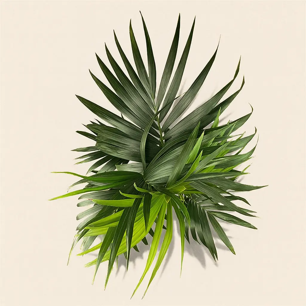 Ховея Форстера Кентия 24/140