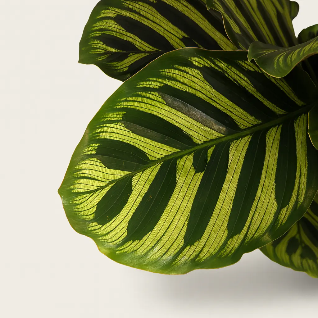 Калатея Макояна 14/45