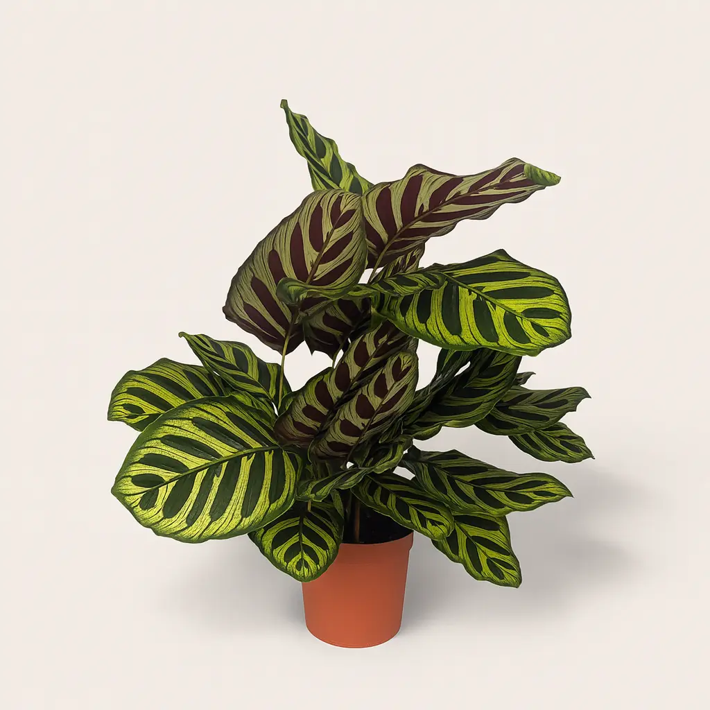 Калатея Макояна 14/45