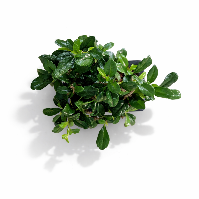 Кармона Бонсай 15/25