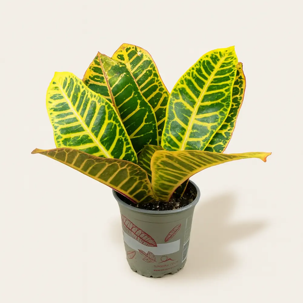 Кротон Кодиеум Петра 13/35