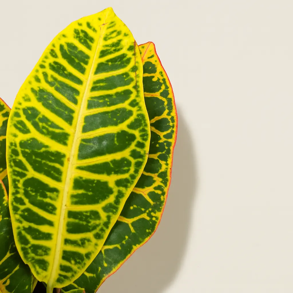 Кротон Кодиеум Петра 13/35