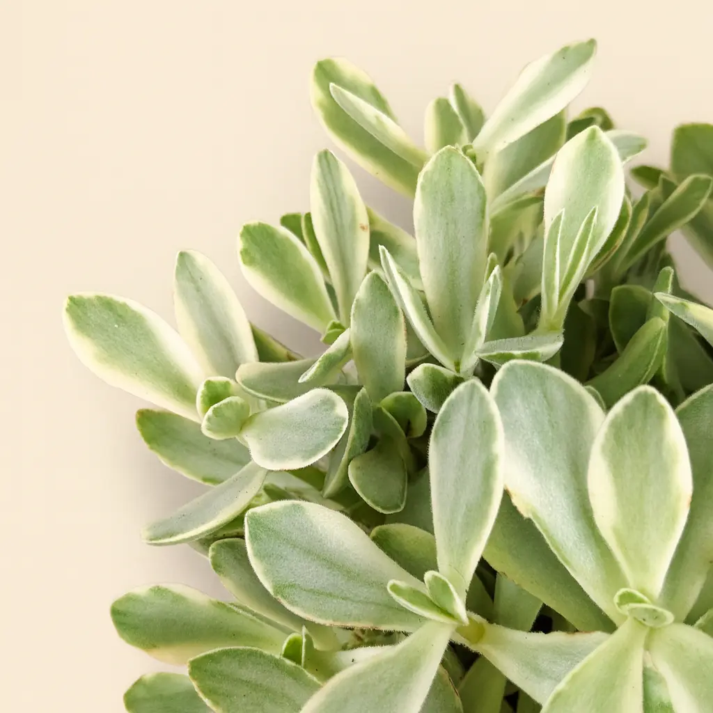 Крассула Мани Мейкер Вариегата 12/15