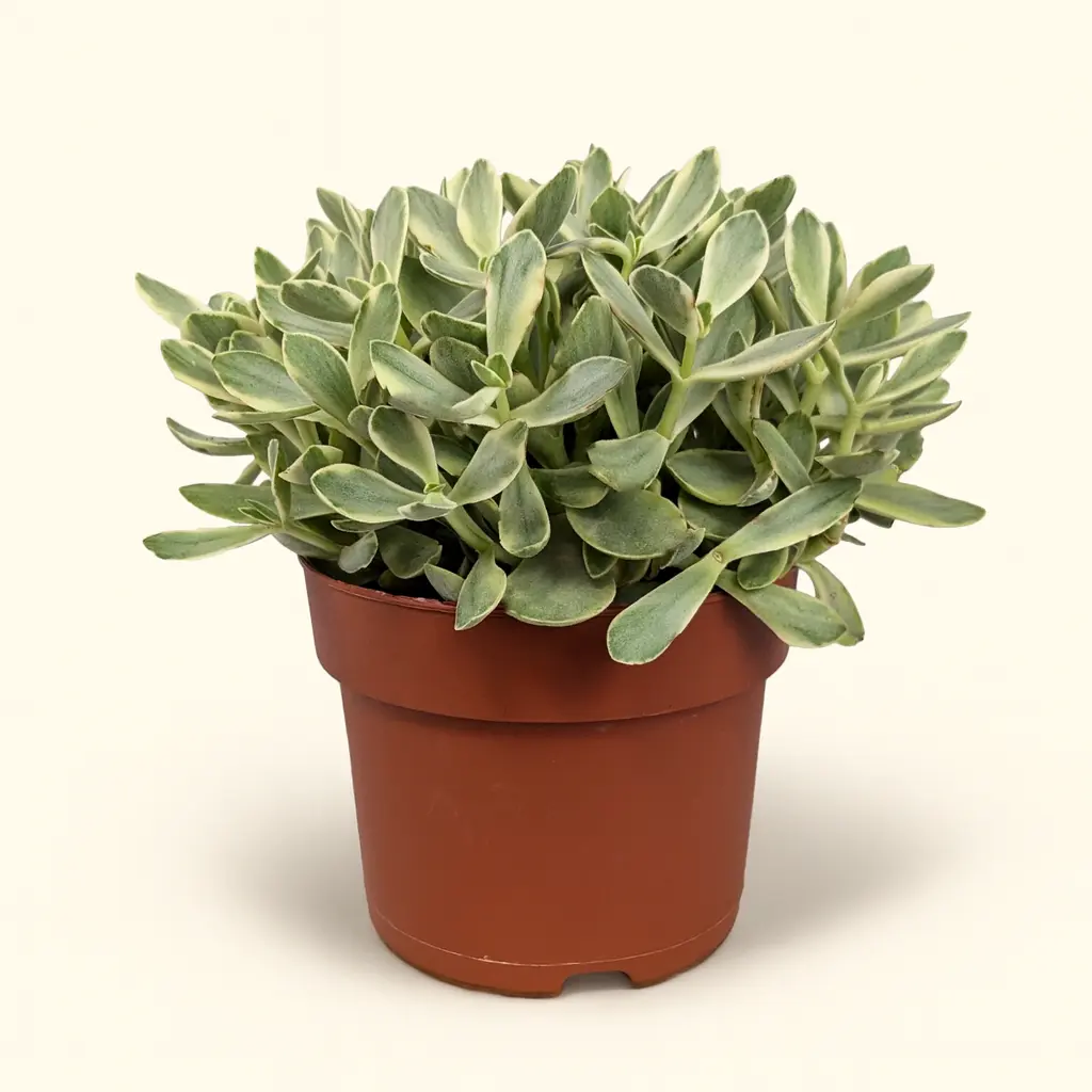 Крассула Мани Мейкер Вариегата 12/15