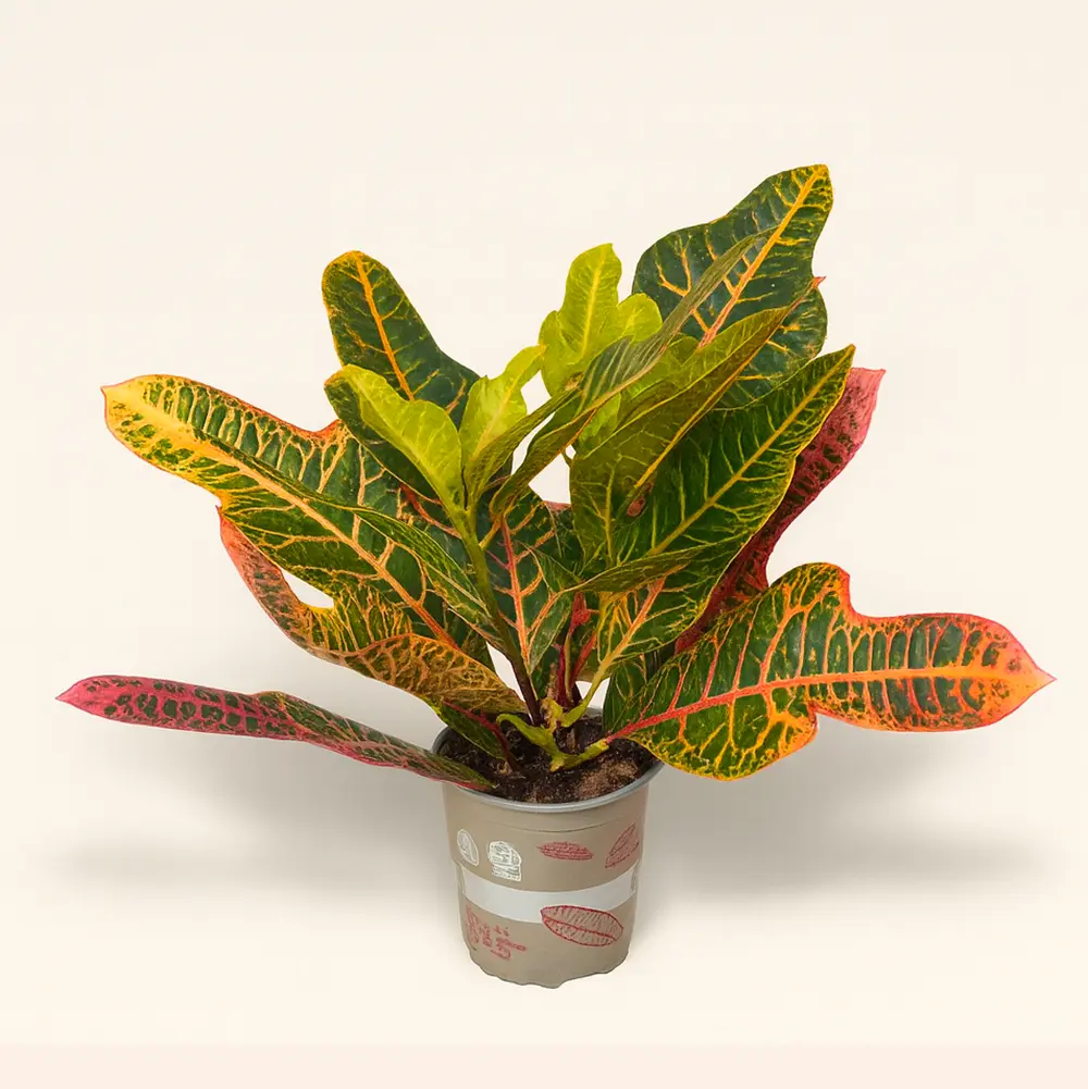 Кротон Кодиеум Экселент 13/30