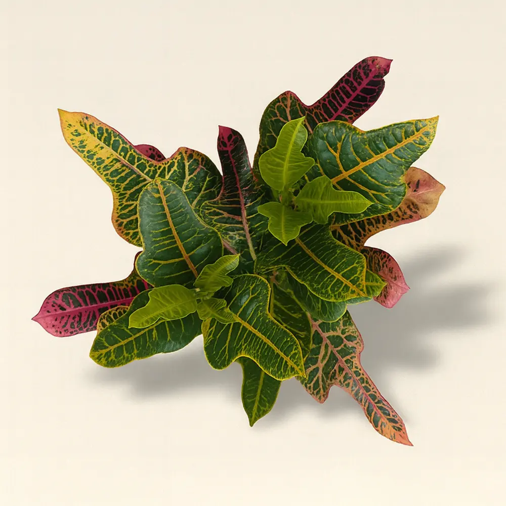 Кротон Кодиеум Экселент 13/30