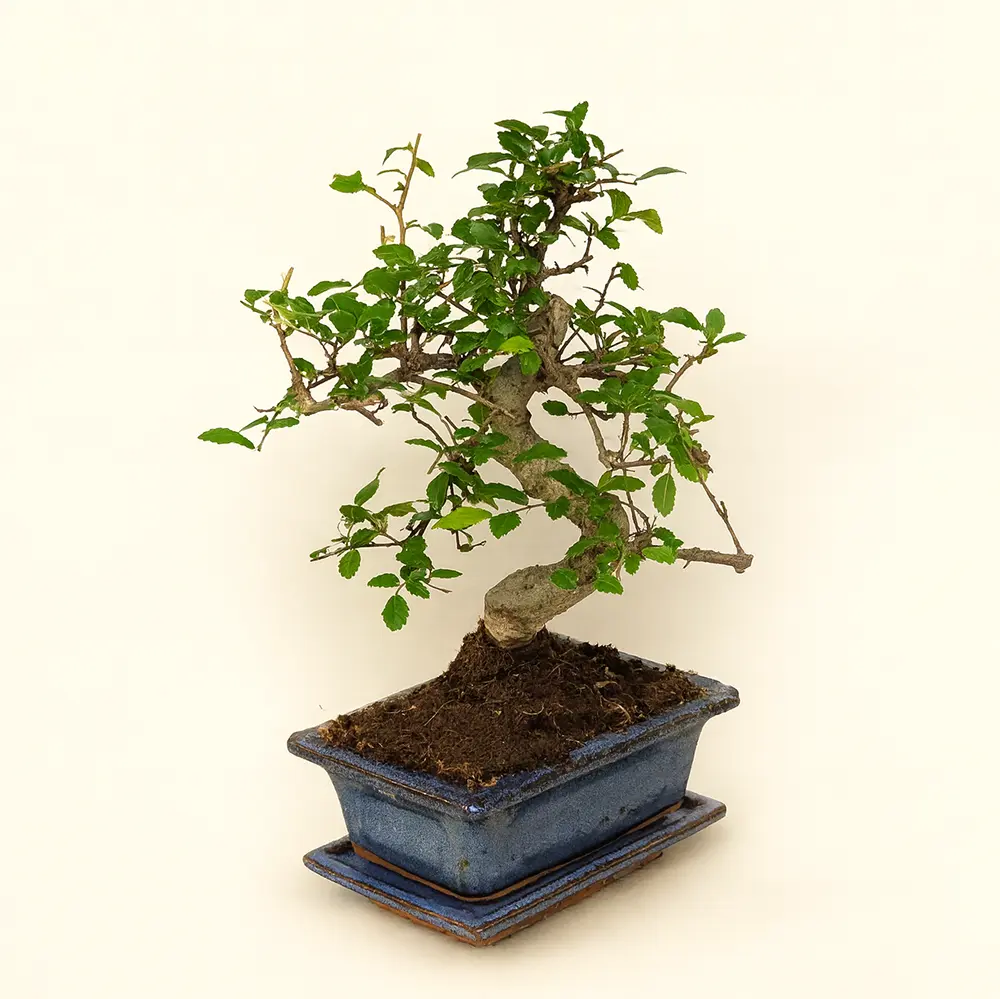 Лигуструм Бонсай 15/25