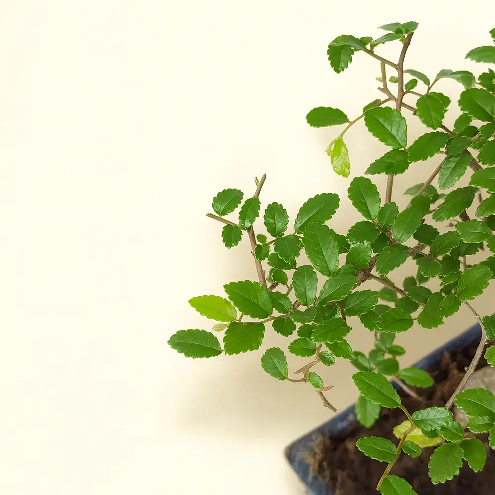 Лигуструм Бонсай 15/25