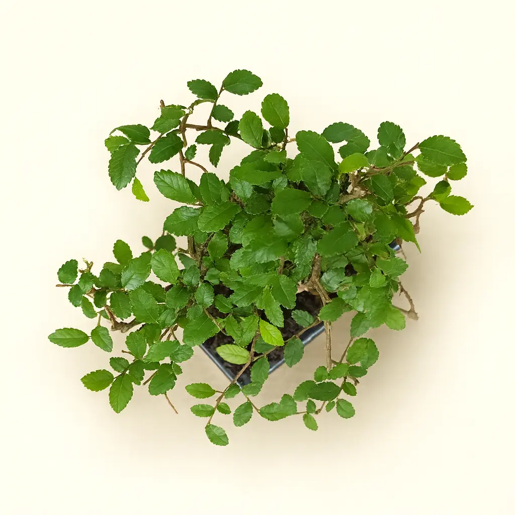 Лигуструм Бонсай 15/25