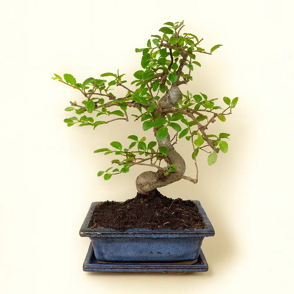 Лигуструм Бонсай 15/25