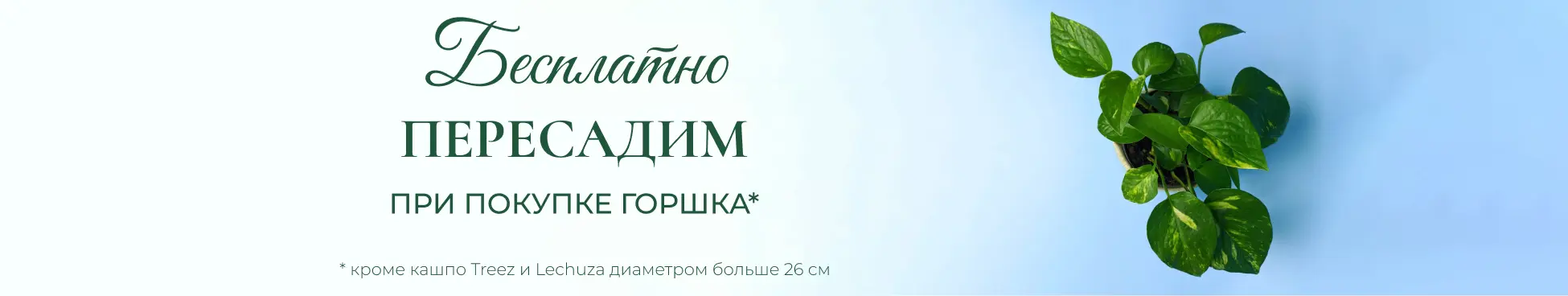 При покупке горшка пересадим бесплатно