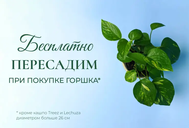 При покупке горшка пересадим бесплатно
