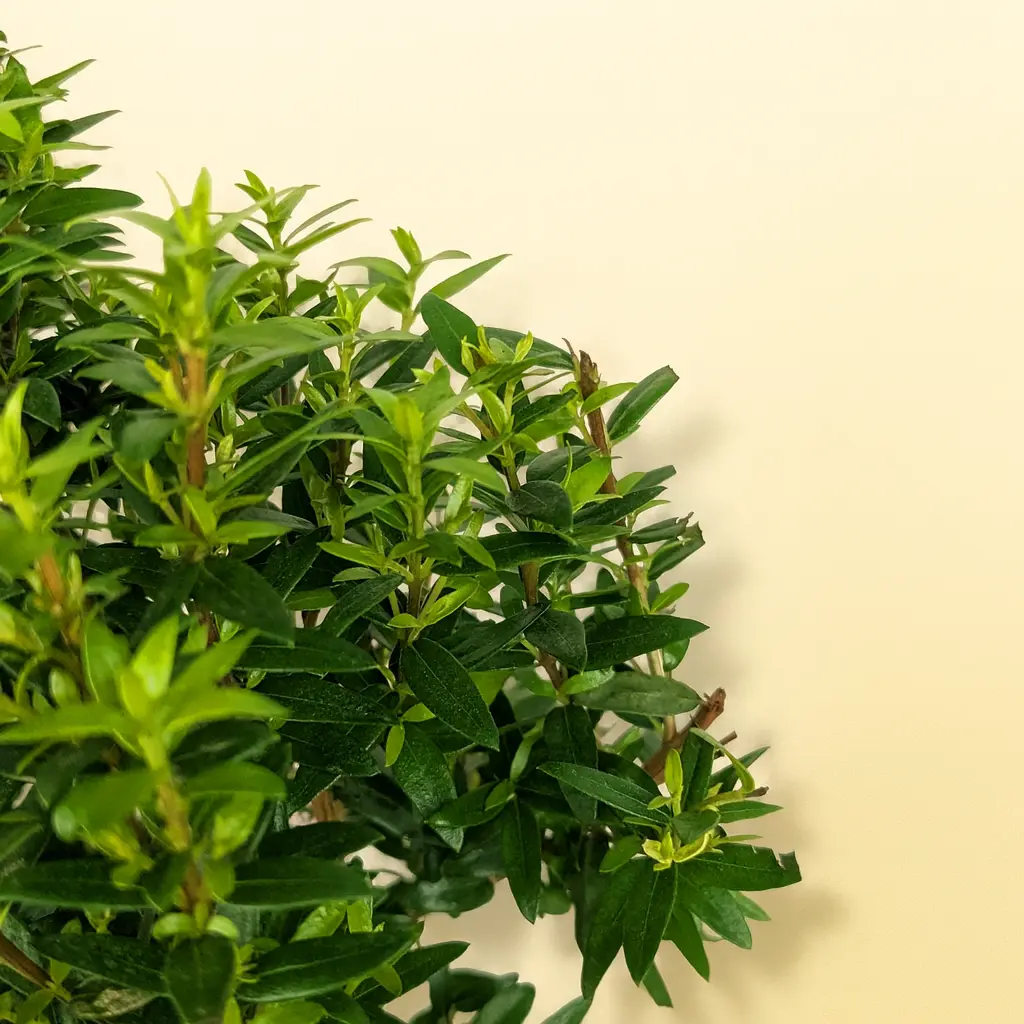 Мирт Обыкновенный штамбовый 12/35